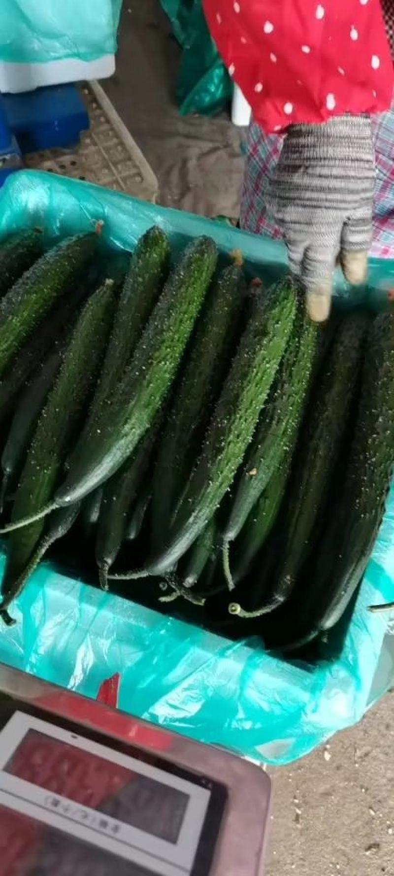 【热卖】密刺油亮【黄瓜】青皮青肉。大量上市中万亩产地