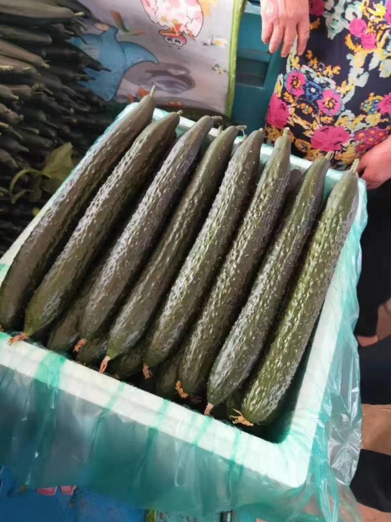 【热卖】密刺油亮【黄瓜】青皮青肉。大量上市中万亩产地