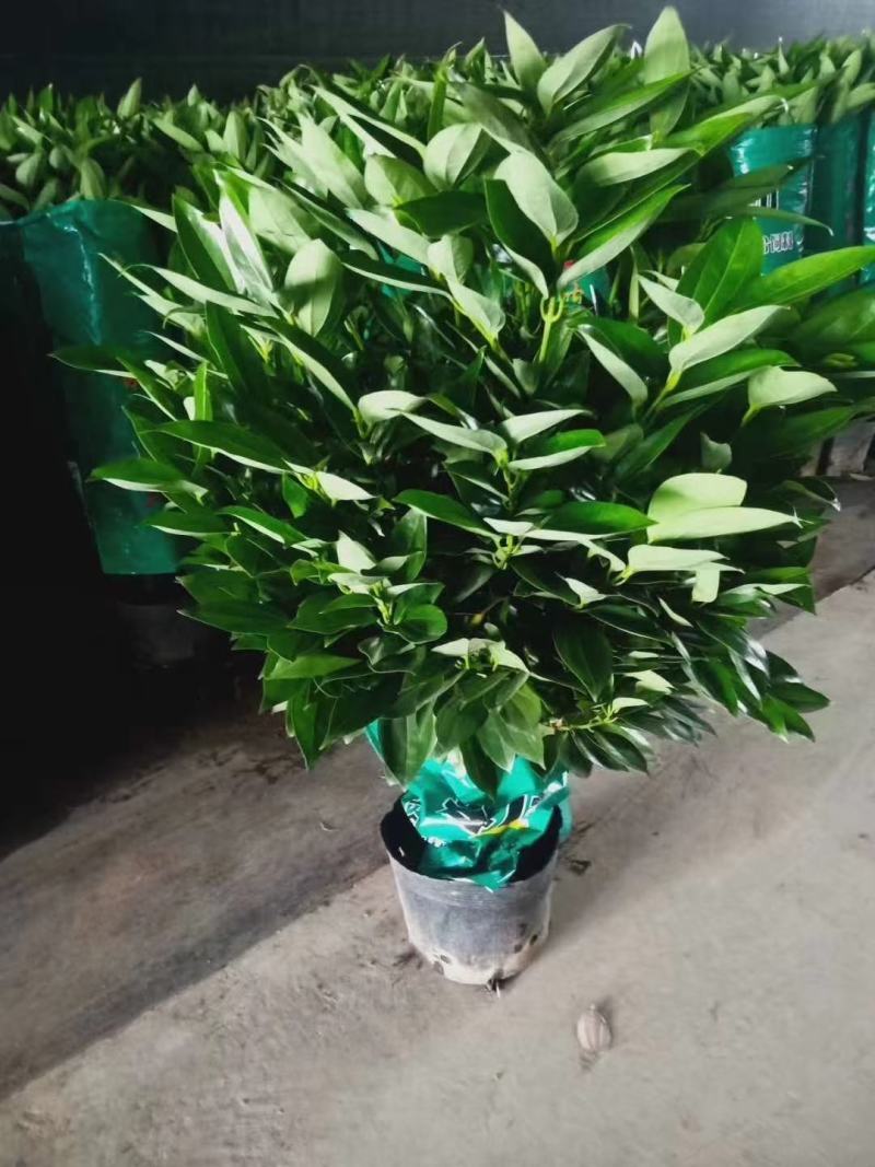 平安树自己种植无中间赚差价诚邀合作经验丰富年销量极大
