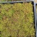 青苔，苔癣，自家培育直销，地栽盘苗都有