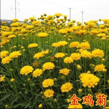 金鸡菊种子四季易种多年生宿根花室外庭院阳台盆栽花种子开花