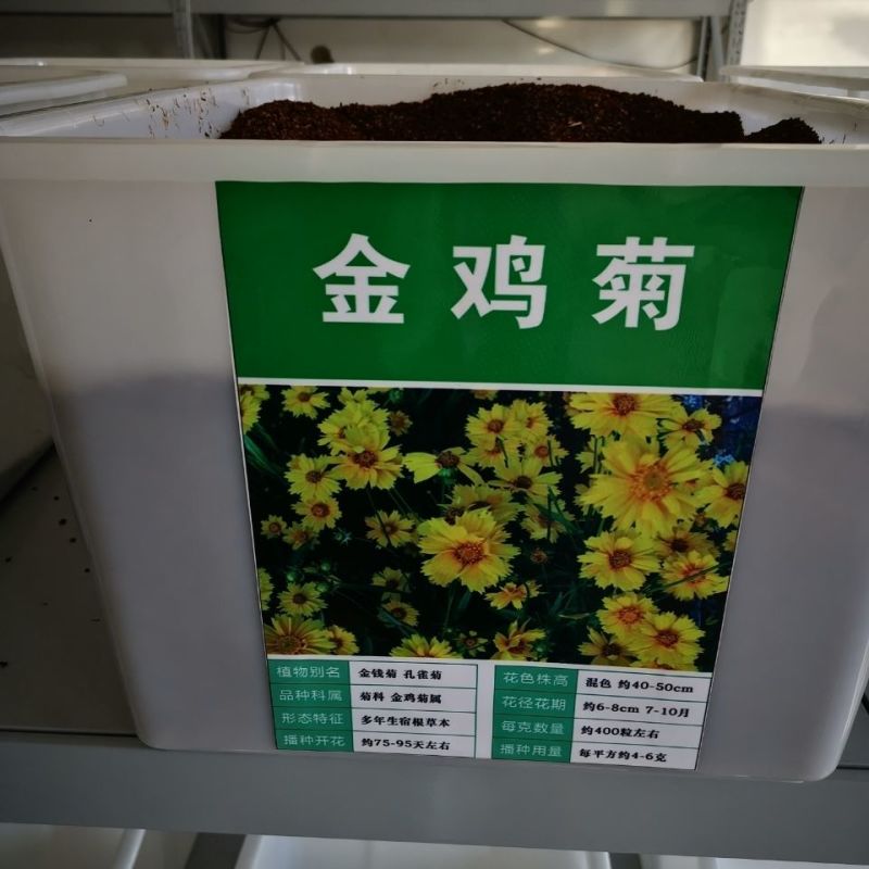 金鸡菊种子四季易种多年生宿根花室外庭院阳台盆栽花种子开花