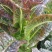 江西省赣州市宁都县大棚红叶香莴笋元宵节前预售