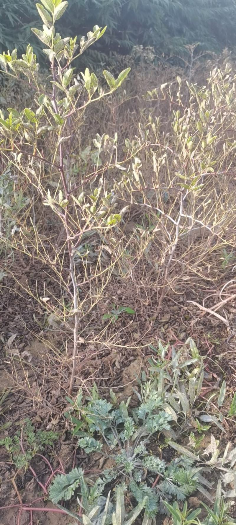 山西酸枣苗，冬枣苗，酸枣苗，绛县药用酸枣苗，技术指导