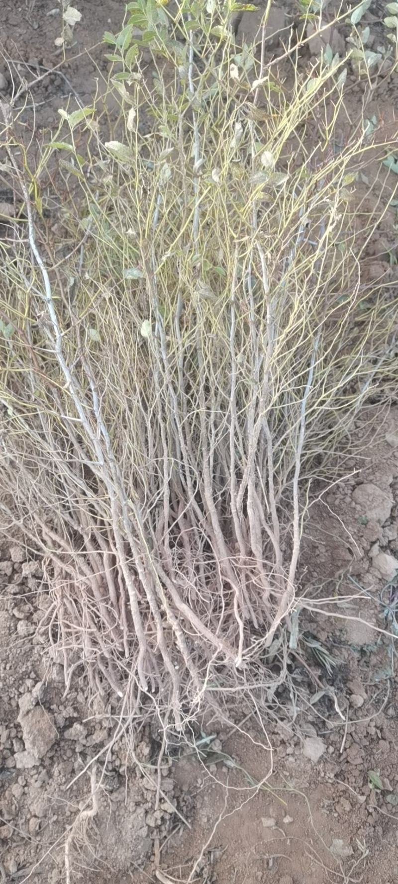 山西酸枣苗，冬枣苗，酸枣苗，绛县药用酸枣苗，技术指导