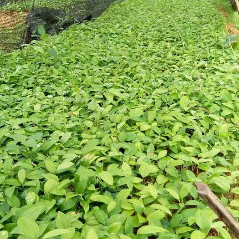 土茯苓苗广西品种正品保障