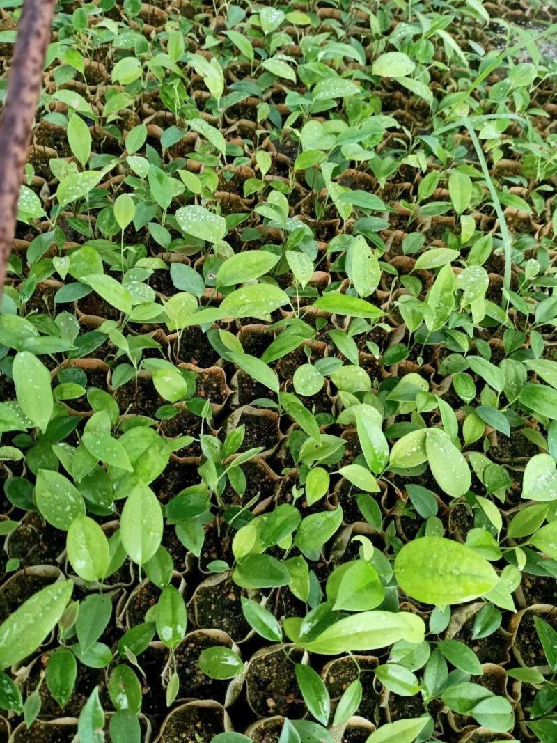 土茯苓苗广西品种正品保障