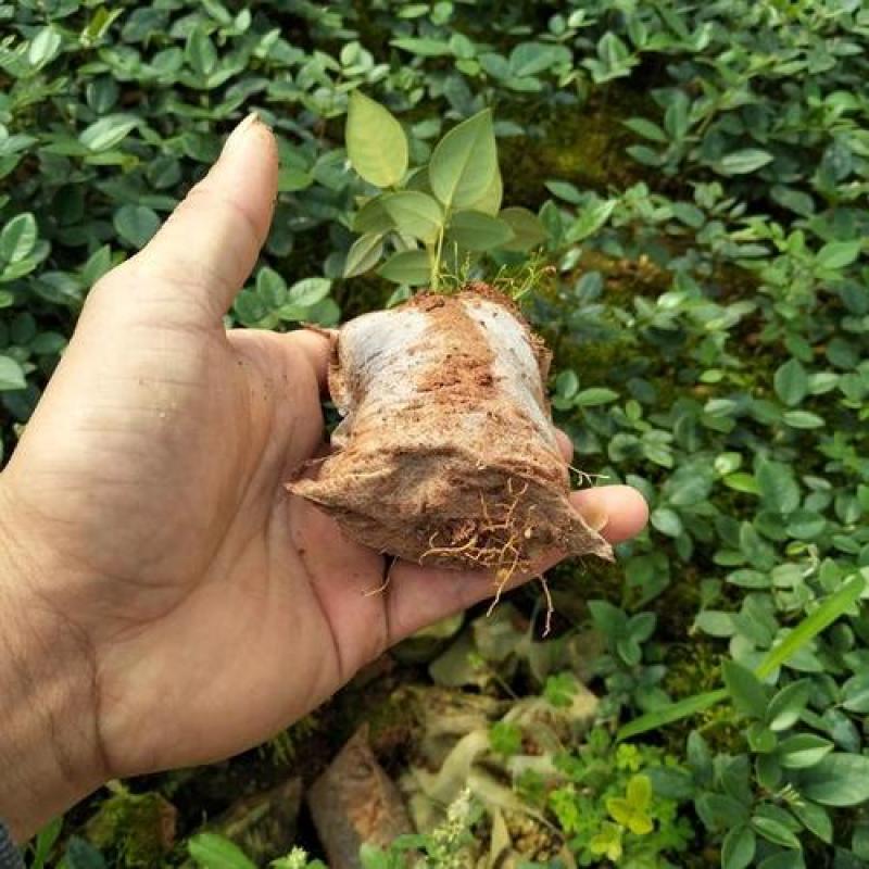 土茯苓苗广西品种正品保障