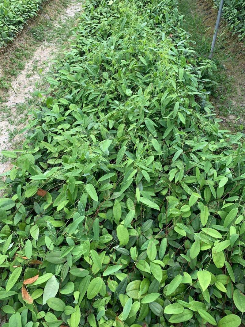 土茯苓苗广西品种正品保障