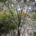 红榉榉树151617181920