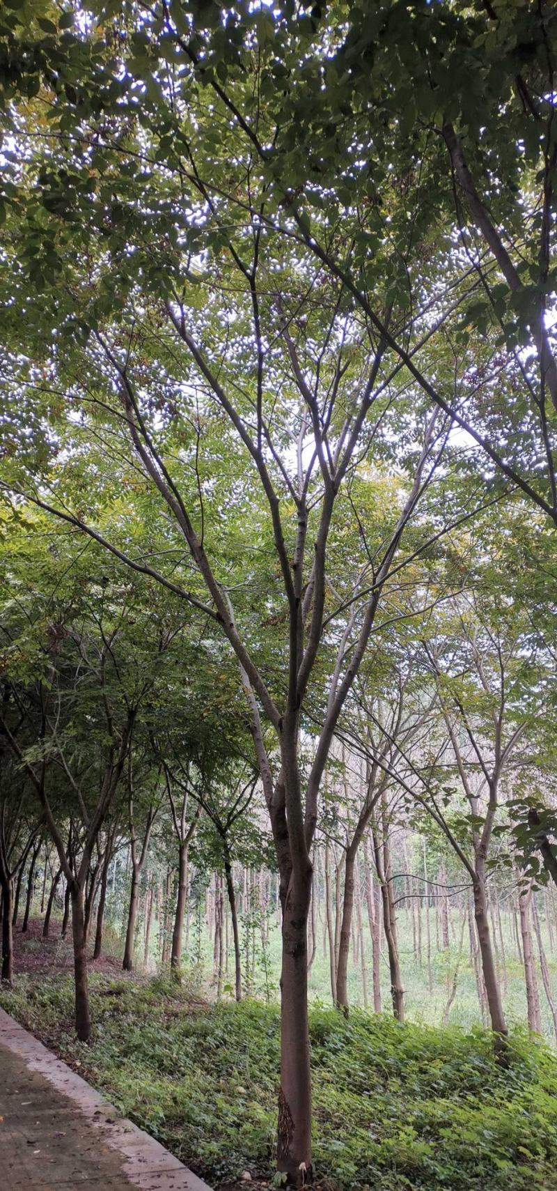 红榉榉树151617181920