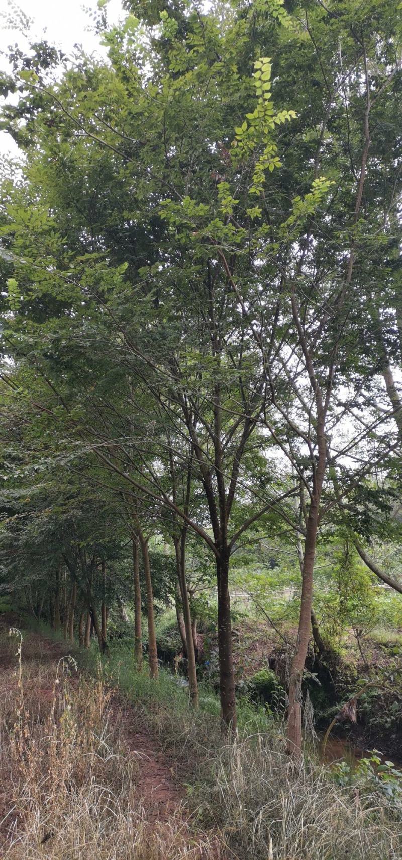 红榉榉树151617181920
