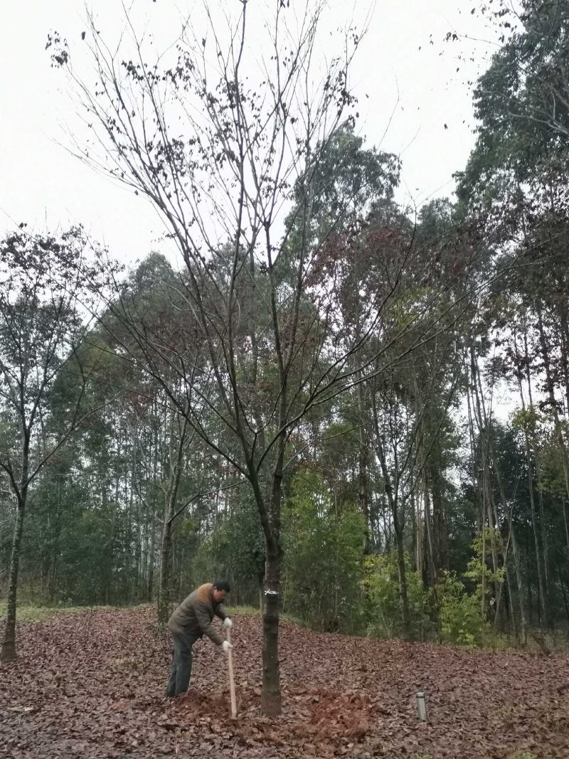 红榉榉树151617181920