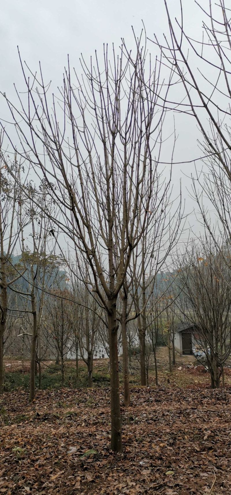七叶树1214151617181920