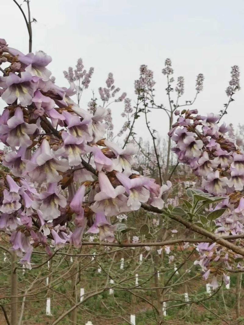紫花泡桐15182022252830
