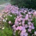 美丽月见草花籽宿根北方草籽四季开花好养活见土就活花海耐寒