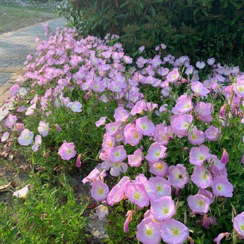 美丽月见草花籽宿根北方草籽四季开花好养活见土就活花海耐寒