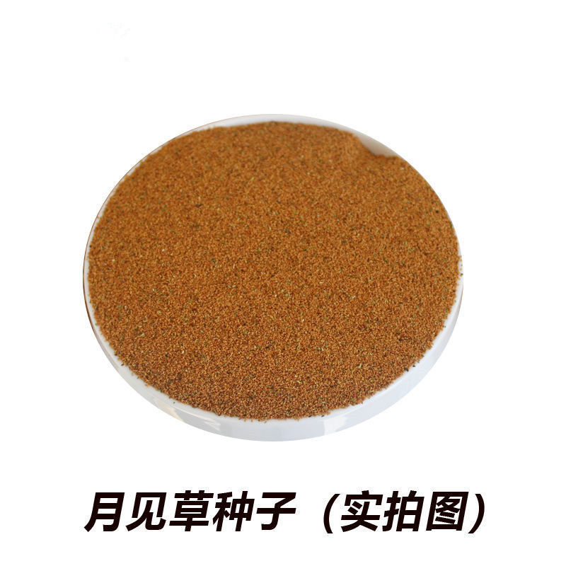 美丽月见草花籽宿根北方草籽四季开花好养活见土就活花海耐寒
