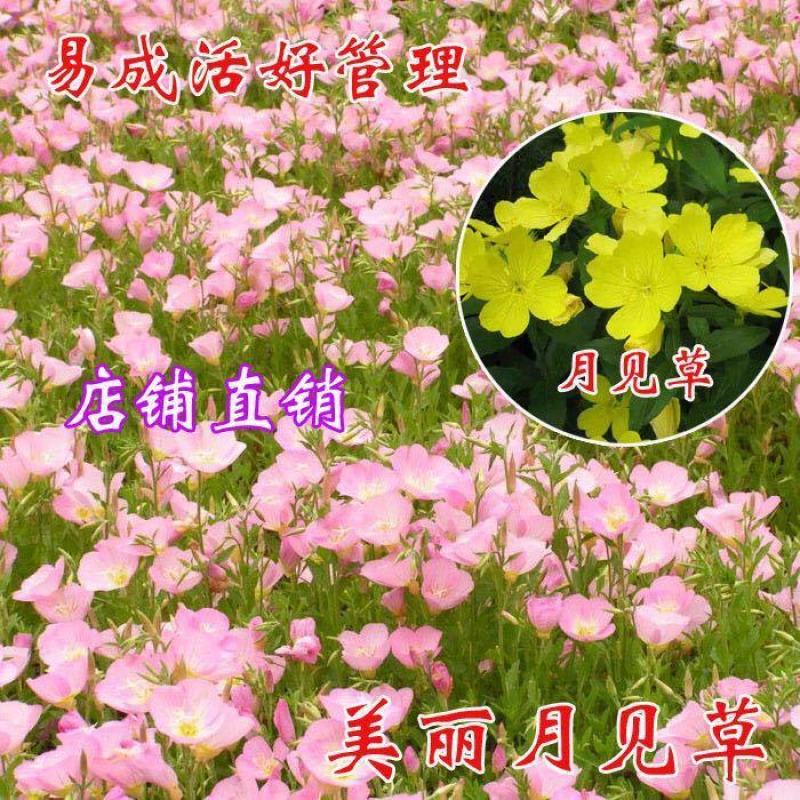 美丽月见草花籽宿根北方草籽四季开花好养活见土就活花海耐寒