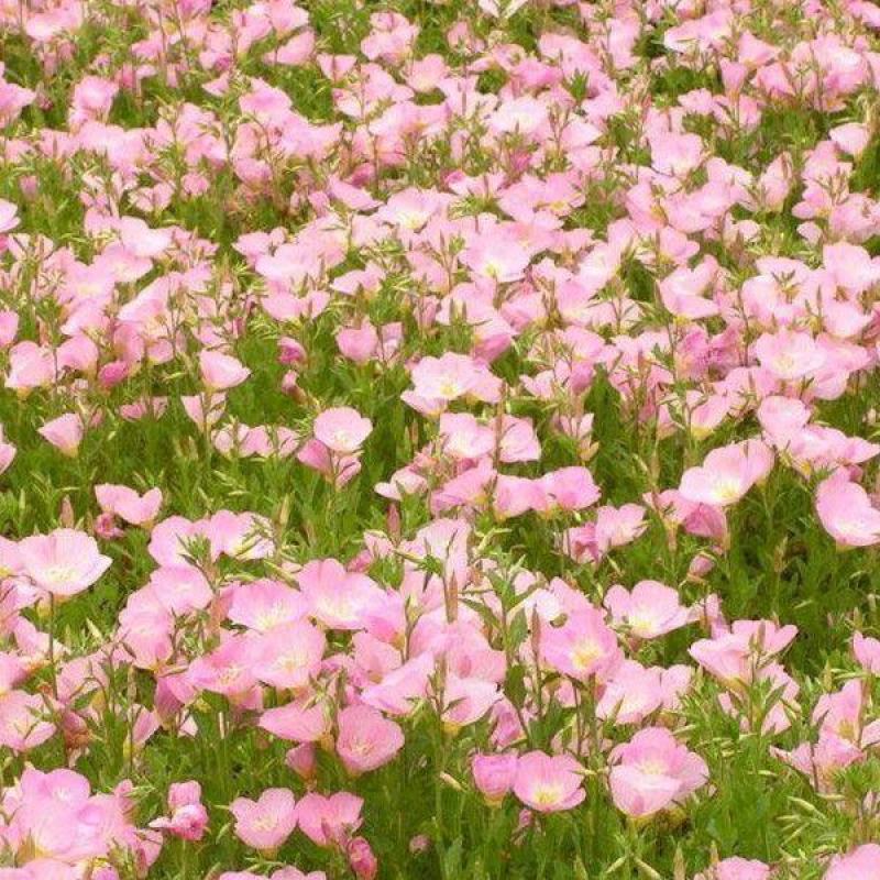 美丽月见草花籽宿根北方草籽四季开花好养活见土就活花海耐寒