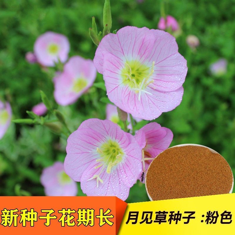 美丽月见草花籽宿根北方草籽四季开花好养活见土就活花海耐寒