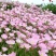 美丽月见草花籽宿根北方草籽四季开花好养活见土就活花海耐寒