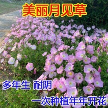 美丽月见草花籽宿根北方草籽四季开花好养活见土就活花海耐寒