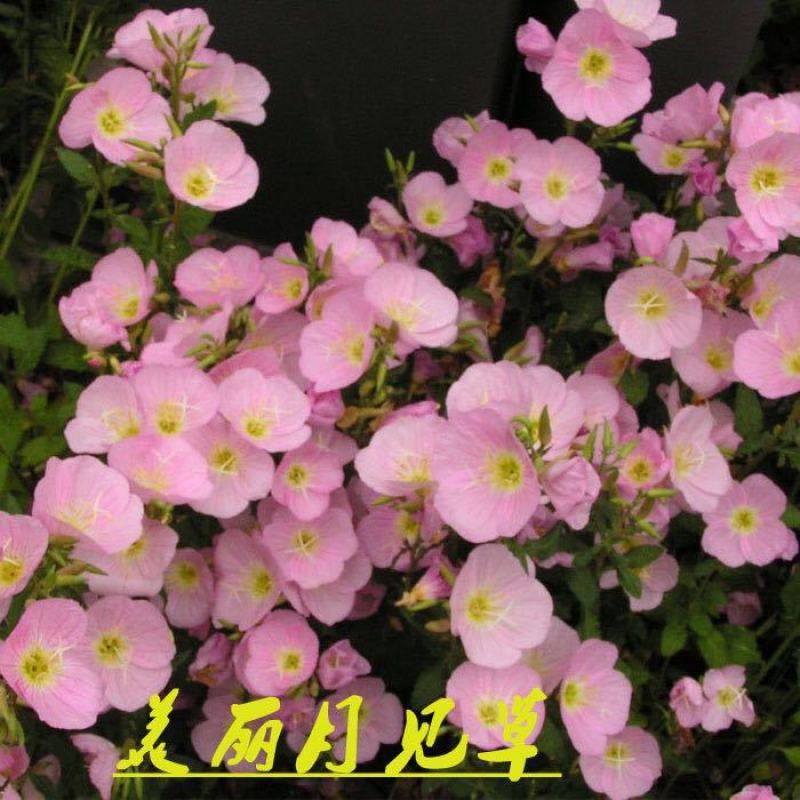 美丽月见草花籽宿根北方草籽四季开花好养活见土就活花海耐寒