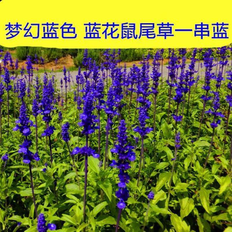 蓝花鼠尾草花种子春秋播种多年生宿根花种庭院阳台盆栽花籽一