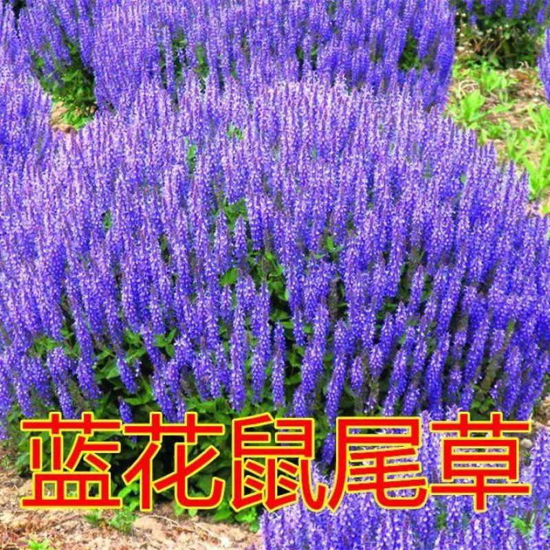 蓝花鼠尾草花种子春秋播种多年生宿根花种庭院阳台盆栽花籽一