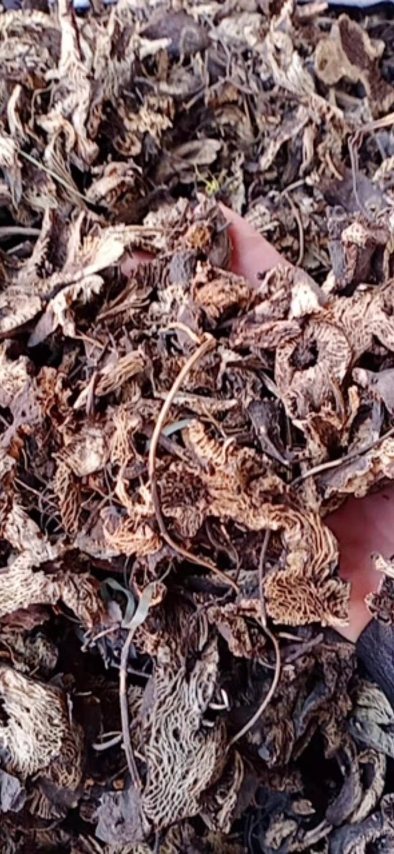 升麻，常年批发供应各种规格中药材无硫升麻东北货