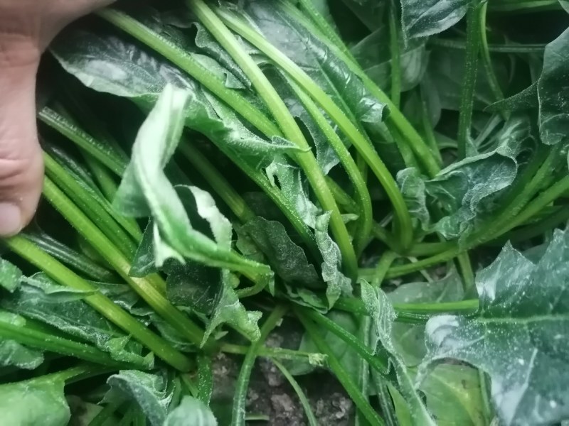 莲子棚大叶菠菜，杆菠菜