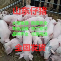 仔猪20~60斤，基地直供，品种齐全，