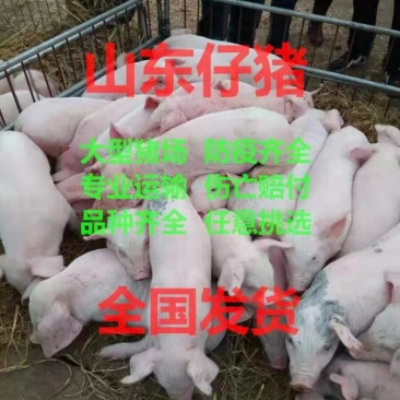 仔猪20~60斤，基地直供，品种齐全，
