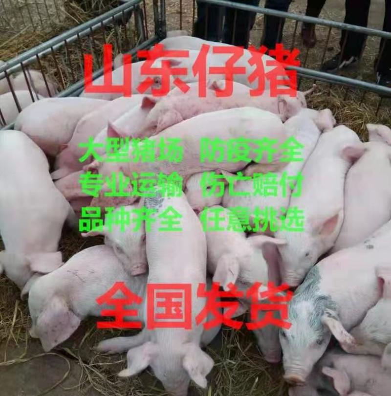 仔猪20~60斤，基地直供，品种齐全，