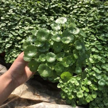 铜钱草120口径盆栽可批发可零售支持一件代发