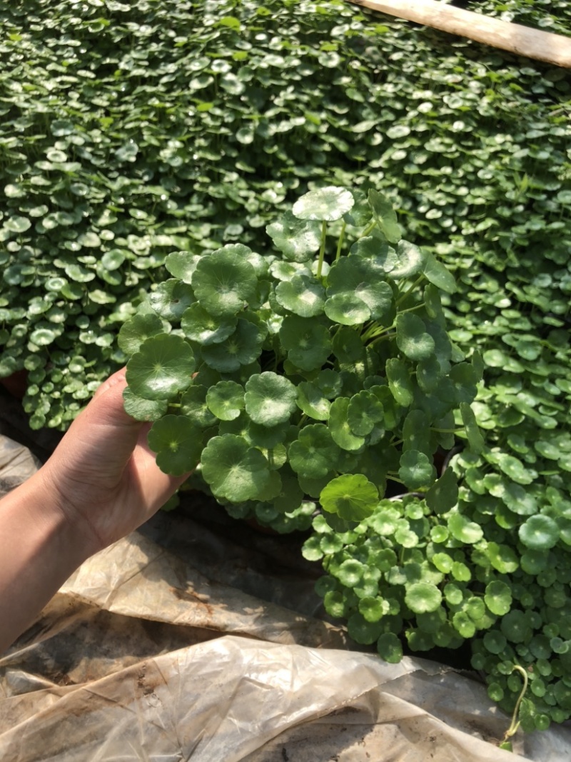 铜钱草120口径盆栽可批发可零售支持一件代发