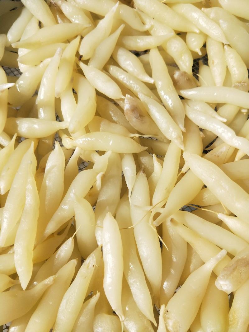 麦冬，，，干货有一吨多