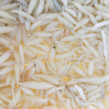 麦冬，，，干货有一吨多