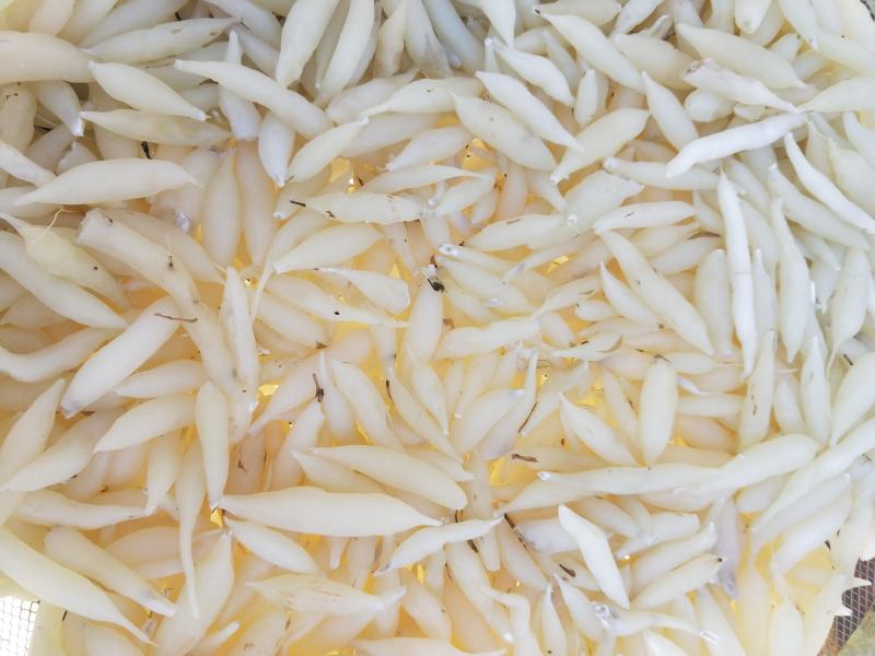麦冬，，，干货有一吨多