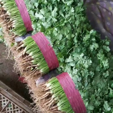 【荐】河北香菜精品香菜价格真实不虚报价格欢迎实地考察
