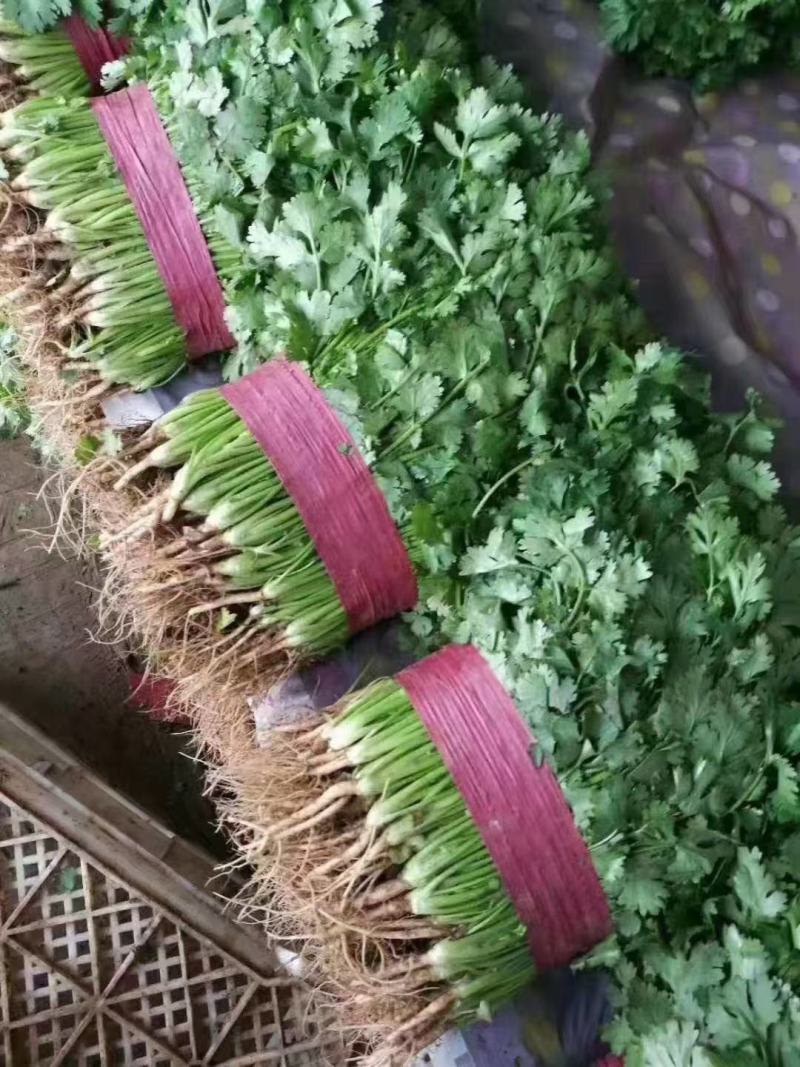 【荐】河北香菜精品香菜价格真实不虚报价格欢迎实地考察