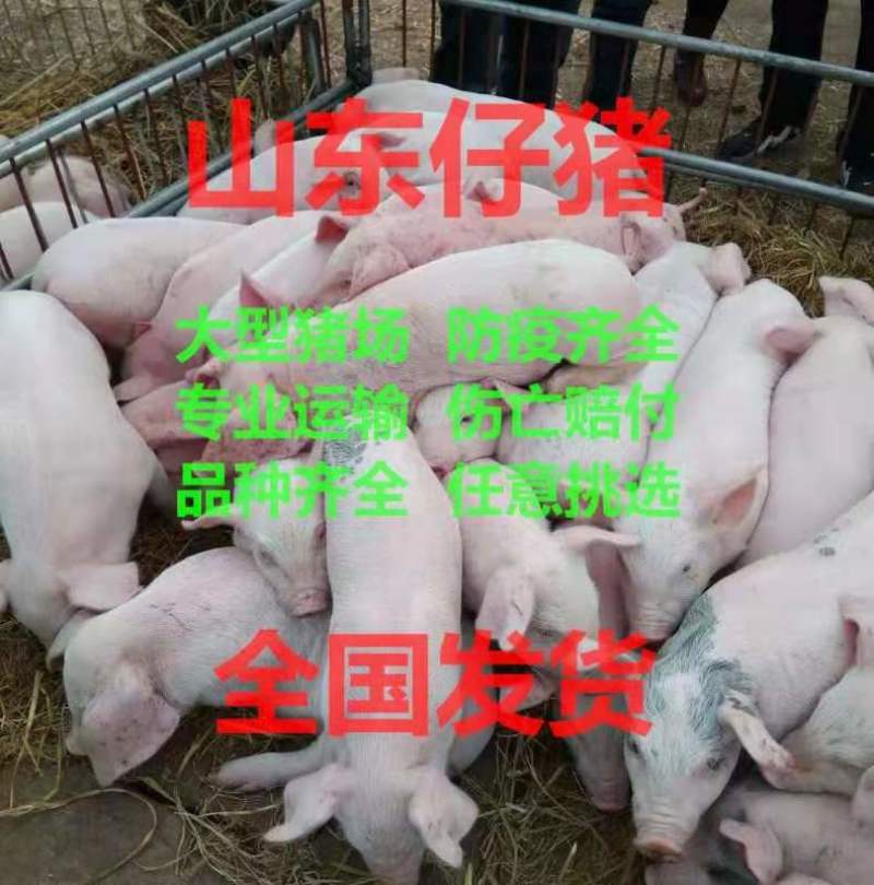 大型养殖场直供，三元仔猪等，品种齐全，防疫到位，