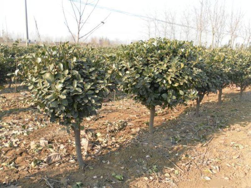 苗圃中种植了各种规格的瓜子黄杨苗木，规格齐全，价格低廉