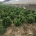 苗圃中种植了各种规格的瓜子黄杨苗木，规格齐全，价格低廉