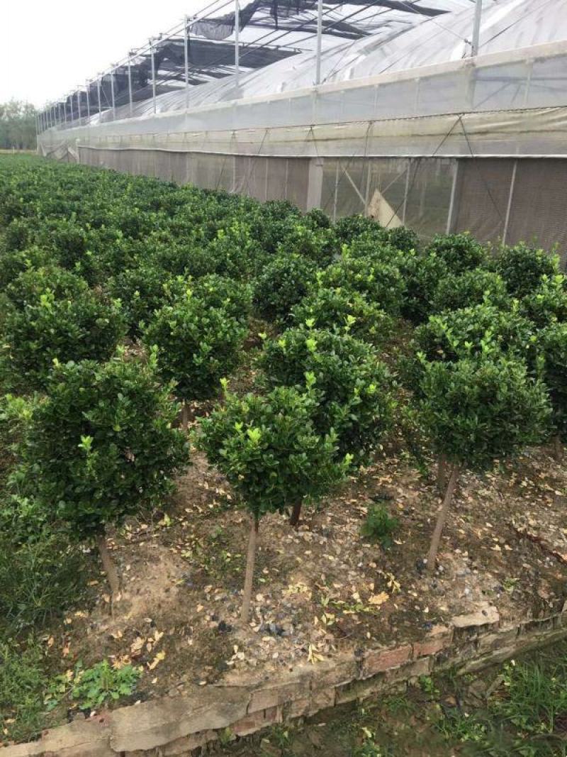 苗圃中种植了各种规格的瓜子黄杨苗木，规格齐全，价格低廉