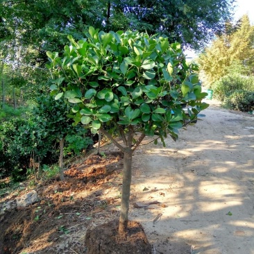 苗圃中种植了各种规格的瓜子黄杨苗木，规格齐全，价格低廉