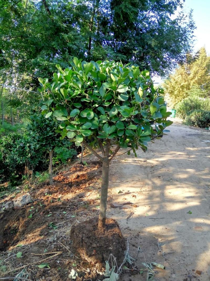 苗圃中种植了各种规格的瓜子黄杨苗木，规格齐全，价格低廉