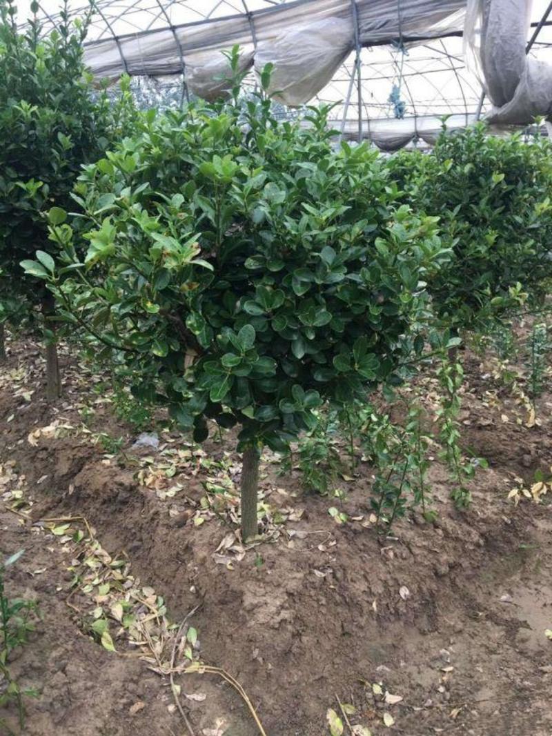 苗圃中种植了各种规格的瓜子黄杨苗木，规格齐全，价格低廉