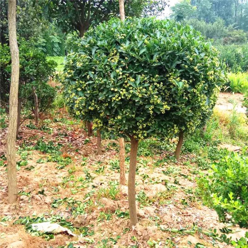 苗圃中种植了各种规格的瓜子黄杨苗木，规格齐全，价格低廉